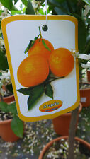  Orangenbaum Citrus arancio