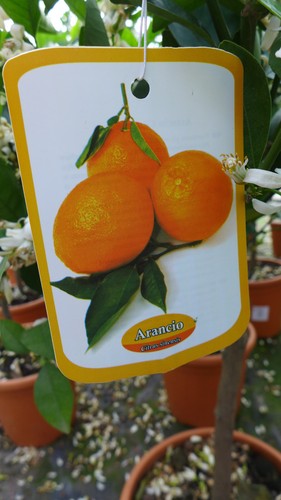 Orangenbaum citrus arancio - ,