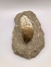 Versteinerte Mosasaurier