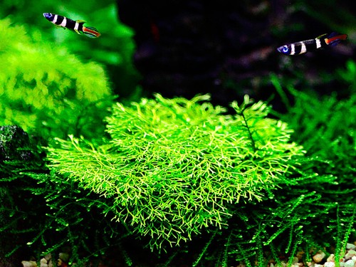 Aquarium pflanze moos riccia - pflanze,