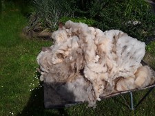 Rohwolle 5 kg  Schaf Wolle