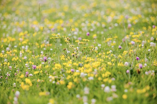 Dauer kräuter wiese - dauer-kräuter,