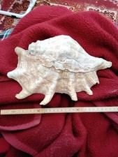 Riesenmuschel Lambis, Meerschnecke