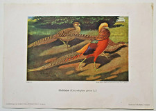 Goldfasan  - Kunstbeilage