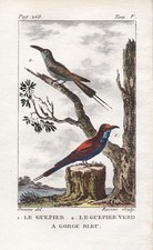 Bienenfresser Merops apiaster