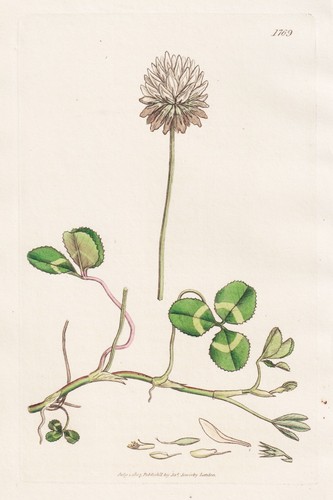 Trifolium repens weißklee - repens,