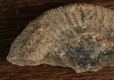 11 cm Versteinerung unbekannt Ammonit Fossilie Schnecke Fund Stein schön Objekt