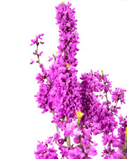 Herzbaum Bonsai Samen