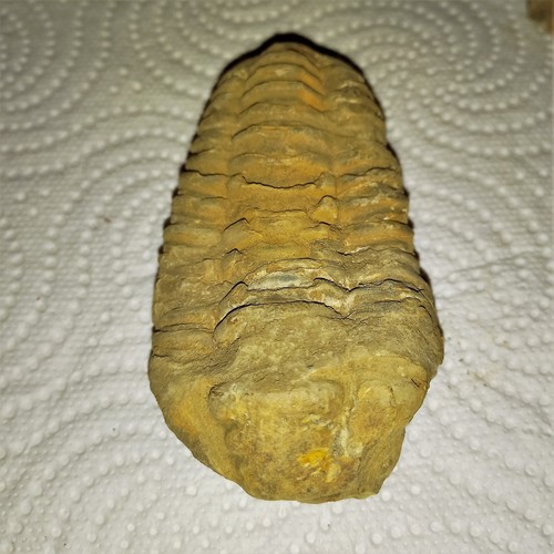 Sonderangebot fossil trilobit - sonderangebot,