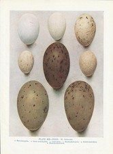 Vogeleier Ohrentaucher Prachttaucher Zwergtaucher.. FARBDRUCK von 1930 Bird Eggs