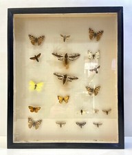 ⚜️ Alter großer Schul Schaukasten Schmetterlinge-Falter selten 19 St.  ⚜️