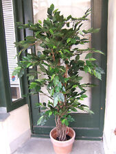 Künstlicher Ficus Lianenstamm