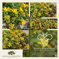 Sedum weihenstephaner gold - ,