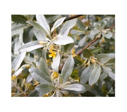 Elaeagnus angustifolia - 5x,