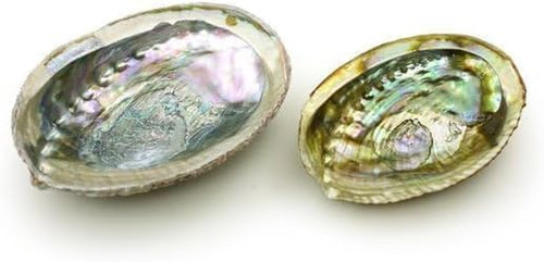 Große abalone muschelschale - große, abalone-muschelschale