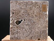 Gesteine Deutschland - Travertin aus Gauingen bei Ulm/Donau