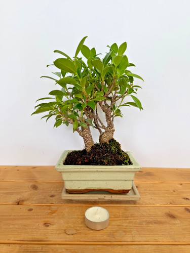Zimmerbonsai ficus retusa - zimmerbonsai,
