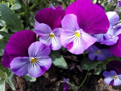 Hornveilchen viola cornuta - *,