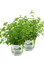 2er Set Oregano, frische Küchenkräuter Pflanze