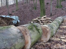 Waldarbeiter, Wald Dienstleistungen, Service, Brennholz. Holz