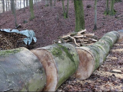 Waldarbeiter wald - waldarbeiter,,