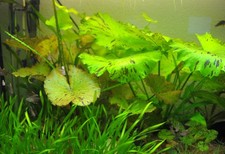 ?? Tigerlotus grün - Nymphaea lotus green - gewachsene & bewurzelte Pflanze ?