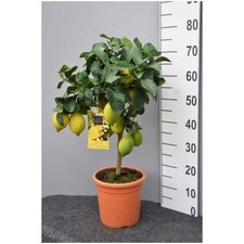 Angebot: Original Zitronenbaum 70 - 100cm Zitrone Citrus  Zitruspflanze Lemon