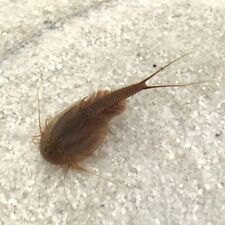 Triops Granarius Urzeitkrebse 200 Eier Pure Eggs / inkl. Aktivboden/Erlenzapfen