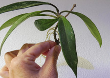 ?Hoya pubicalyx silver splash?sehr großer starker Ableger?starke Bewurzelung