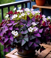 Oxalis triangularis lila Glücksklee Dreiecksklee 2 frische gesunde Rhizome