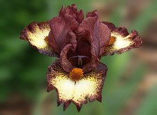 Zwerg-Schwertlilie / Iris "