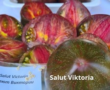 Sophie Saakova,  Salut