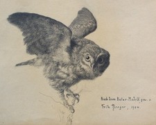 Fritz Berger Zeichnung Eule