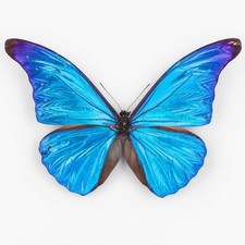 Morpho Rhetenor Mariajosianae