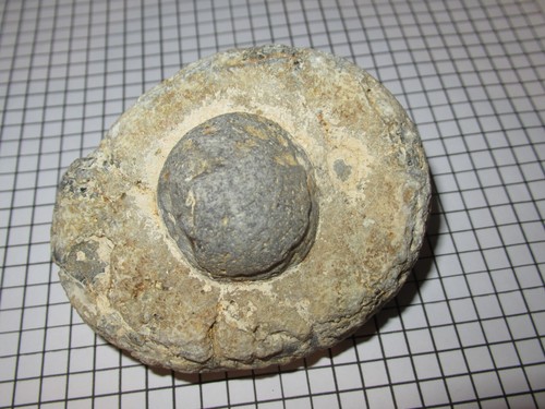 Seeigel geschenk haus fossil - geschenk,