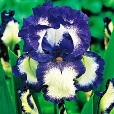 Iris Rhizom Staude Iris