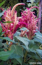 Amaranth *Alegria* 150 Samen *Amarant Samen *Amaranthus cruentus *Popp-Amaranth