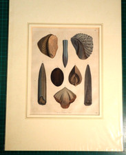 1844 - Farblithografie mit Trigonia, Belemniten u.a. im Schrägschnitt-PP