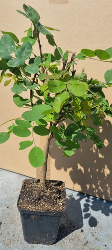 Robinien prebonsai robinia - robinien-prebonsai,,