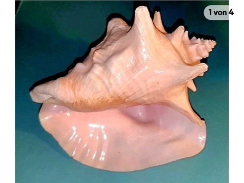 Dekorative muschel groß - muschel,