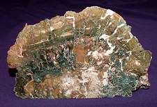 Versteinertes Holz Hampton