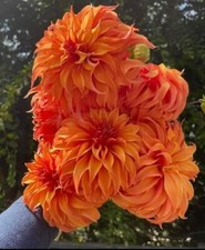 8000185 Dahlia orange Nugget Seeds Dahlien Zaden 10 Samen