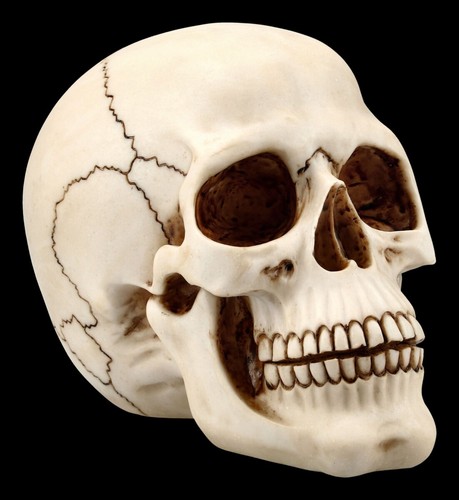 Menschlicher totenkopf mit - totenkopf,