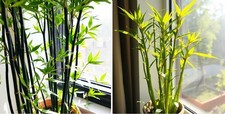Bambus-Set Schwarz + grün für die Wohnung drinnen Zimmerpflanzen gross