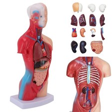 28cm Anatomie Körpermodell