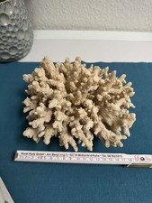 Korallenstock Steinkoralle