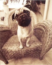 PUG MOPS HUND CARLIN DOG SEPIA