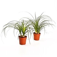 Elefantenfuß  Beaucarnea