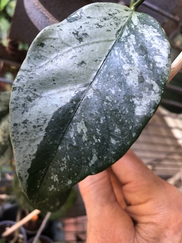Hoya coricea splash - coricea,