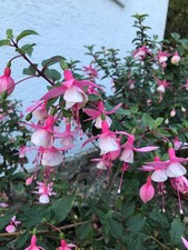 Fuchsien Fuchsia in Rosa/ Weiß Pflanze Balkonpflanze Gartenpflanze